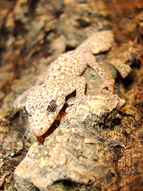 platurus 3