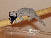 squirt2