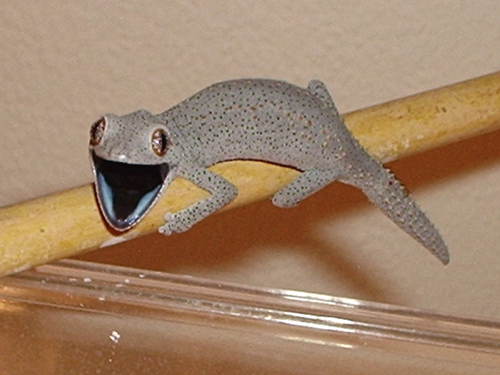squirt2