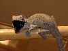 squirt!