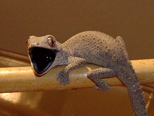 squirt!