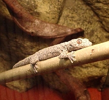 S. williamsi