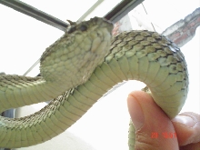 This  is uncomun snake.