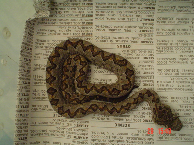 One of my  hatchlings.