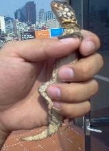 NEW IGUANA