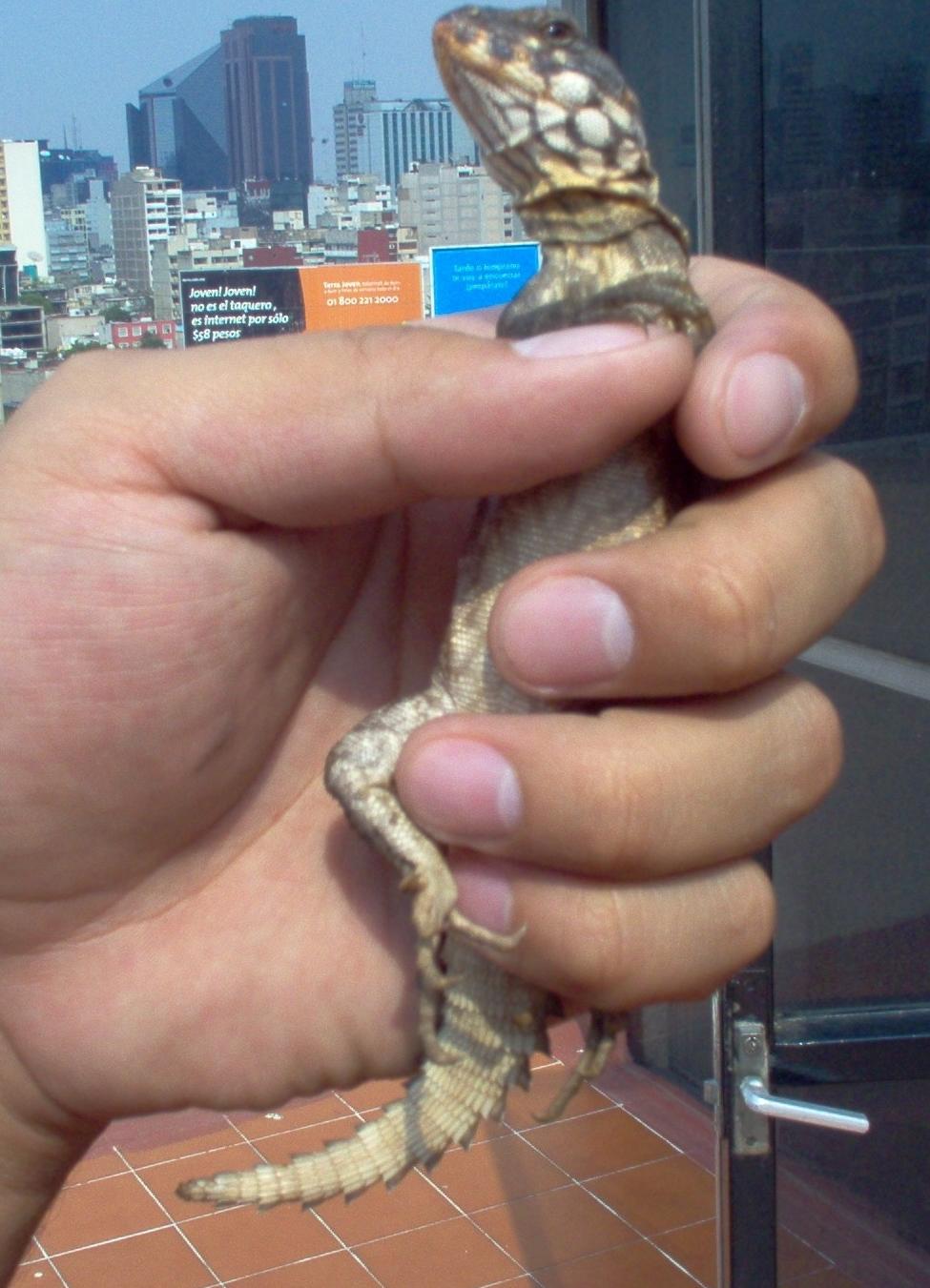 NEW IGUANA