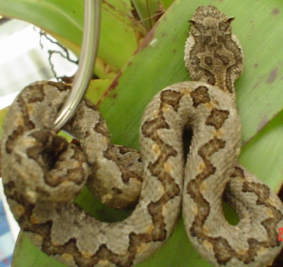 Ophryacus  undulatus