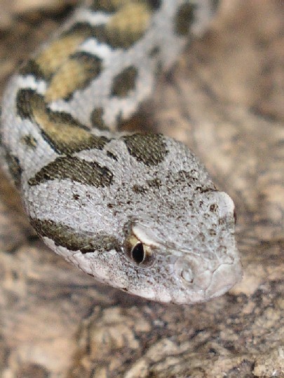 0.1 Vipera (Montivipera) wagneri