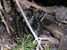 Vipera berus