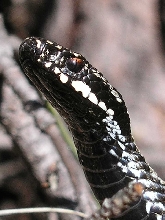 1.0 Vipera berus closeup