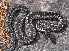 1.0 Vipera berus