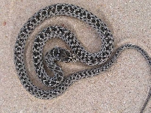 Malpolon monspessulanus