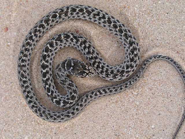 Malpolon monspessulanus