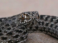 Malpolon monspessulanus