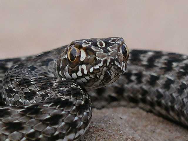 Malpolon monspessulanus