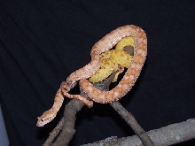 B.schlegelii