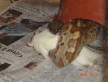 snappy's food