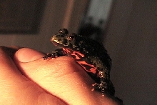 Firebellied Toad