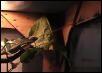 Veiled chameleon (supper time)