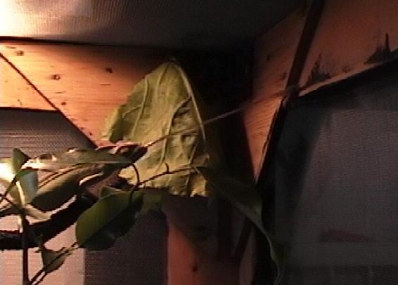 Veiled chameleon (supper time)