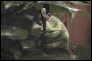 Veilded chameleon (Corona) trying to sleep