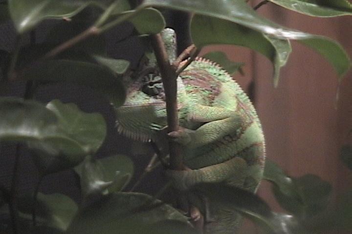 Veilded chameleon (Corona) trying to sleep