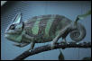Veiled chameleon (Corona) being mad