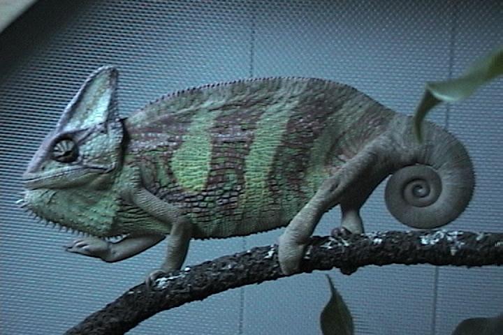 Veiled chameleon (Corona) being mad