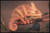 Veiled chameleon (Corona)