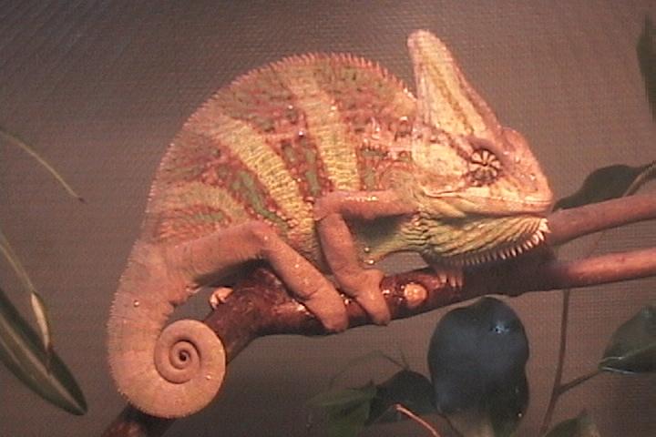Veiled chameleon (Corona)