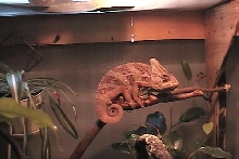Veiled (Corona) taking a shower