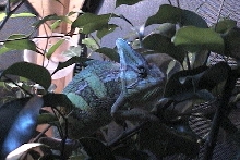 male veiled chameleon (corona)