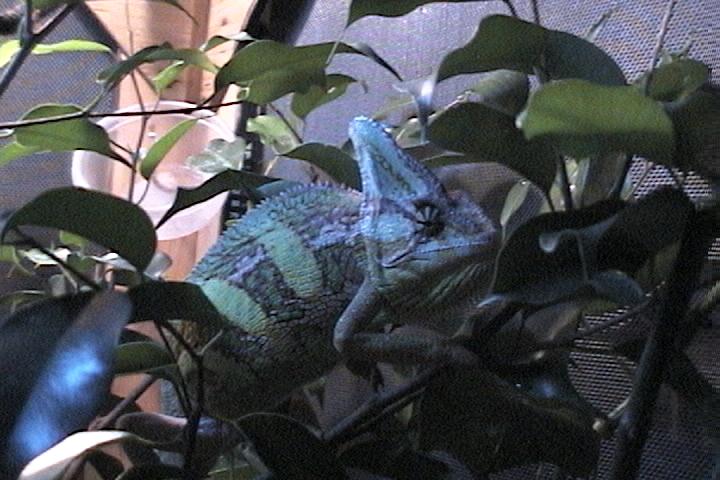 male veiled chameleon (corona)