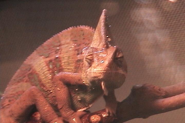 male Veiled chameleon (corona)