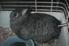 Peenut