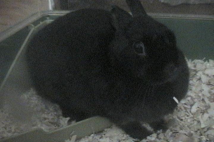 Fluffy