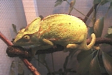 Adult female veiled w/ eggs?