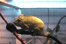 Adult Female Veiled w/ eggs?