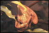(corona) my male vieled