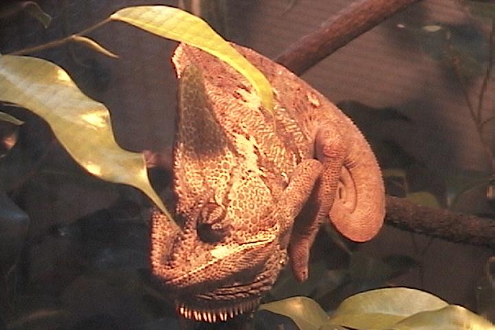 (corona) my male vieled