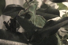 New female chameleon hiding.