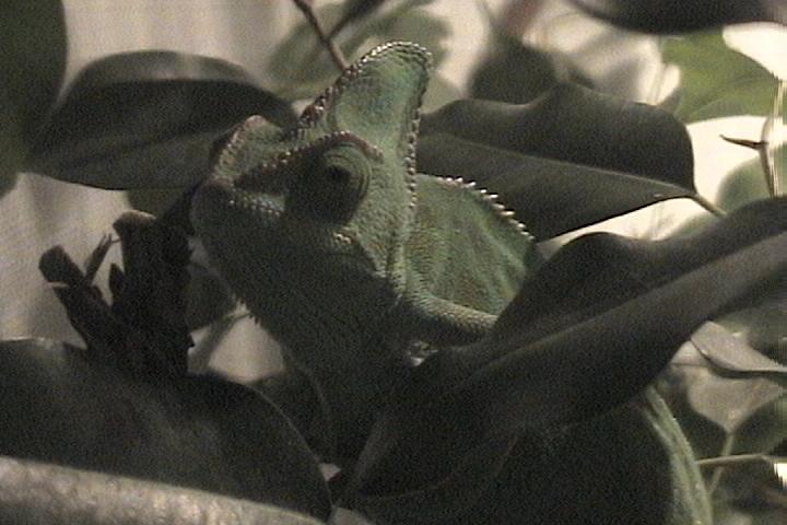 New female chameleon hiding.