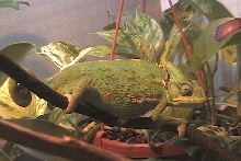 New female chameleon (unnamed)