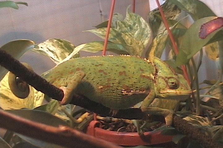 New female chameleon (unnamed)