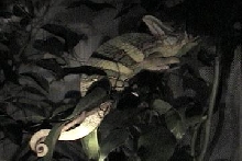 veield sleeping
