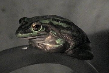Golden Bell frog