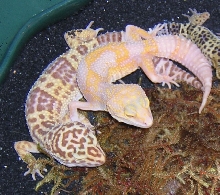 Albino Beauties!