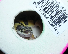 Great hiding place!
