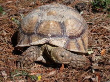 CBB Sulcata tortoise