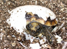 Baby Pancake Hatching